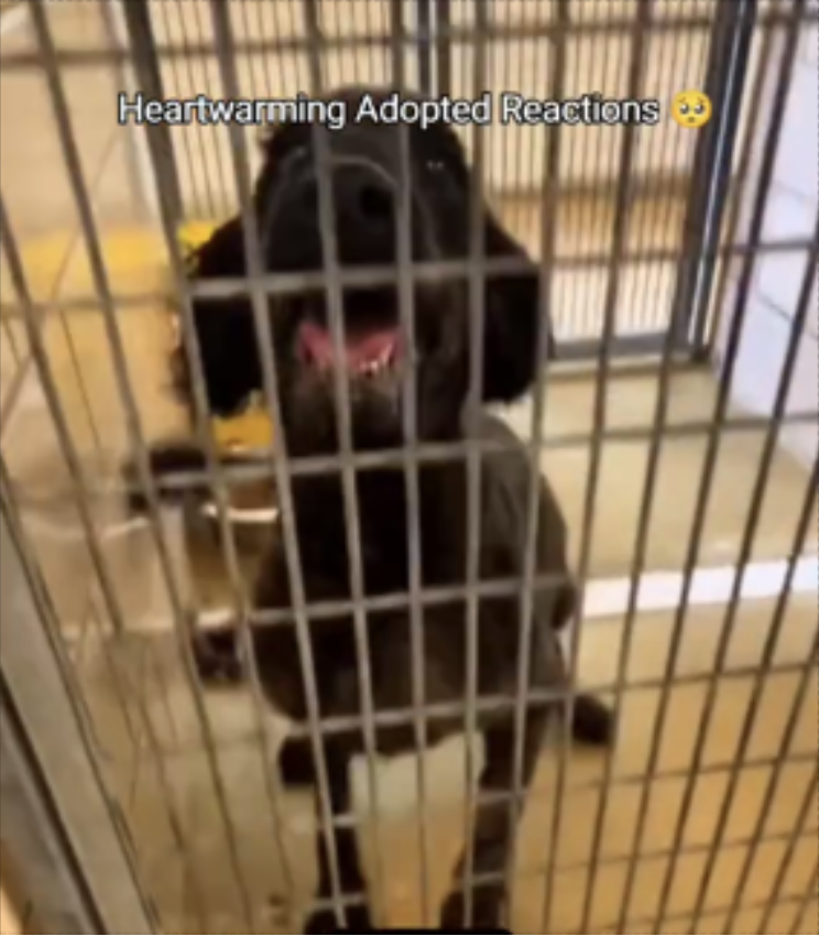 dog at shelter